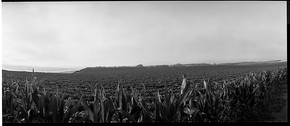 Field at Manresa Beach, CA