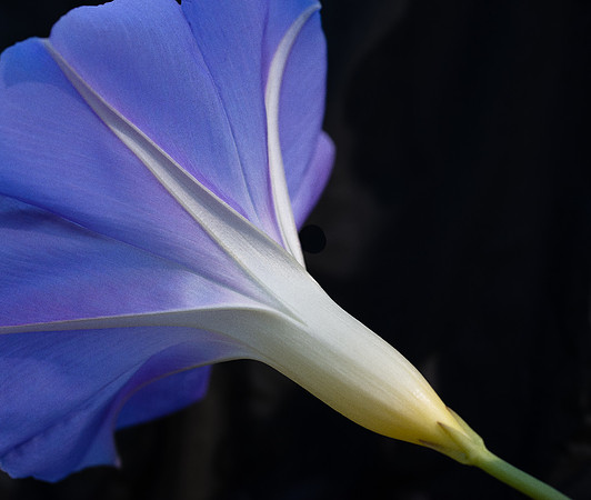 Southeast Center for Photography, Botanical, 2023