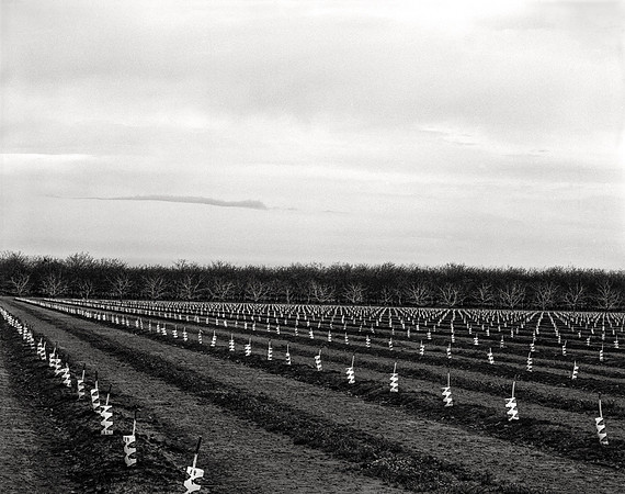 New Orchard, Stockton, CA  2009