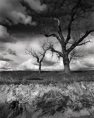 Winter Trees, Roseville Area, California 1979