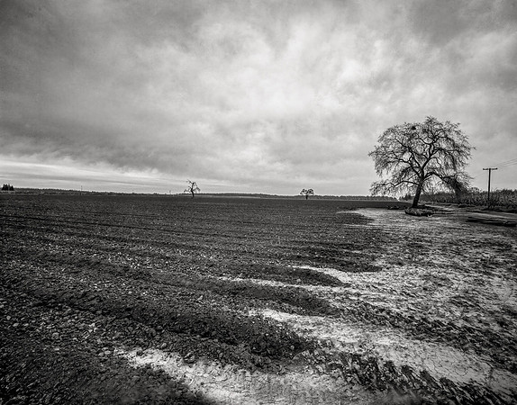 Muddy Rows, Colusa, Sacramento Valley,  2009