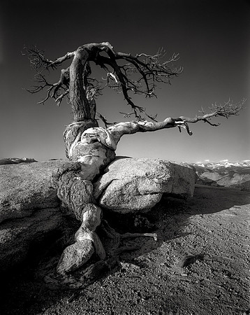 Reaching, Jeffrey Pine, Sentinel Dome, Yosemite 1979