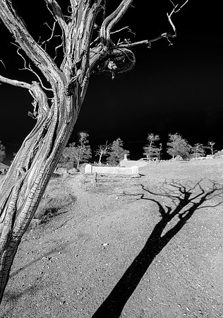 Cemetery Tree, Virginia City, NV 2010