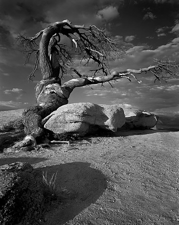 Jeffrey Pine, Sentinel Dome Yosemite 1979