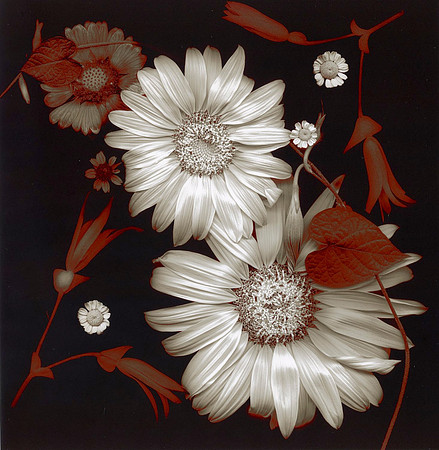 1 sunflowers -2