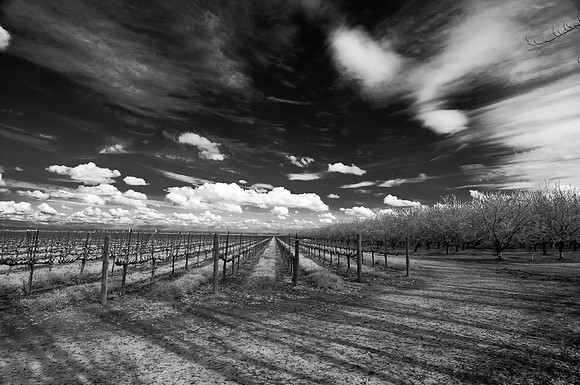 Vines and Trees, Sacramento Valley. 2011