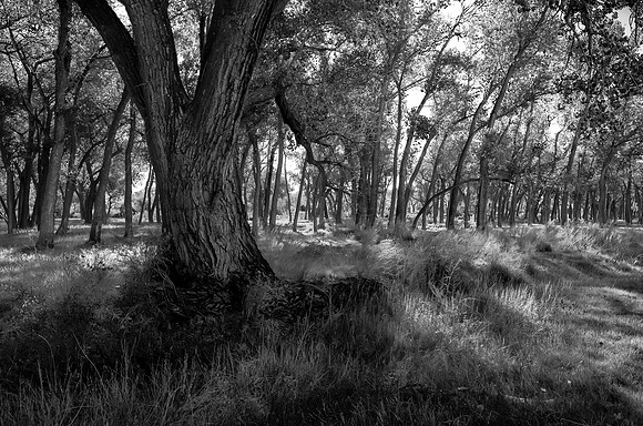 Owens Valley Cottonwood  2012
