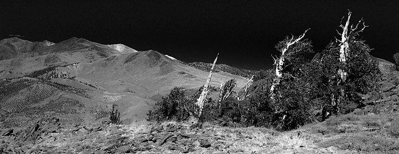 Bristlecone Pines, White Mountains. CA  2016