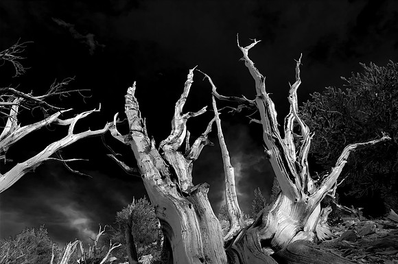 Bristlecone Pines, White Mountains. CA  2016