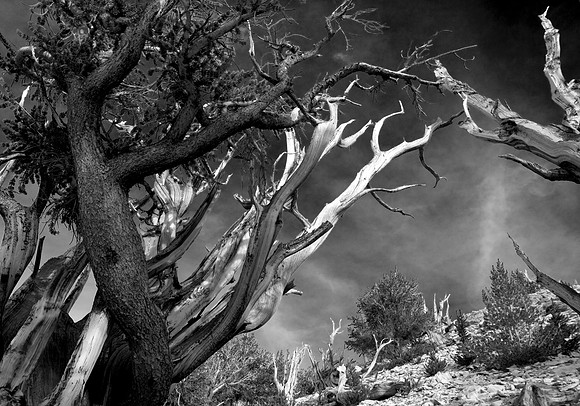 Bristlecone Pines, White Mountains. CA  2016
