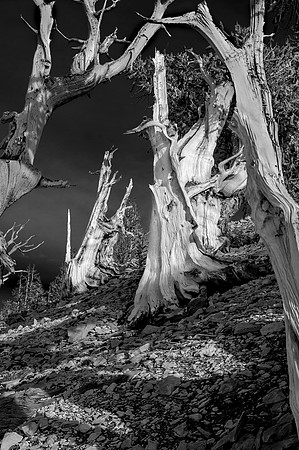 Bristlecone Pines, White Mountains. CA  2016